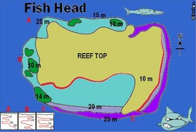Fish Head